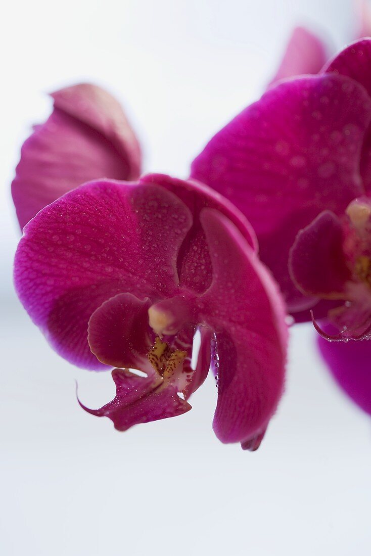Purple orchid (close-up)