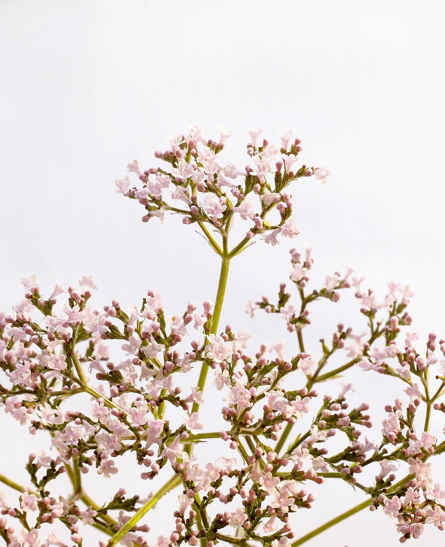 Valerian (flowering)