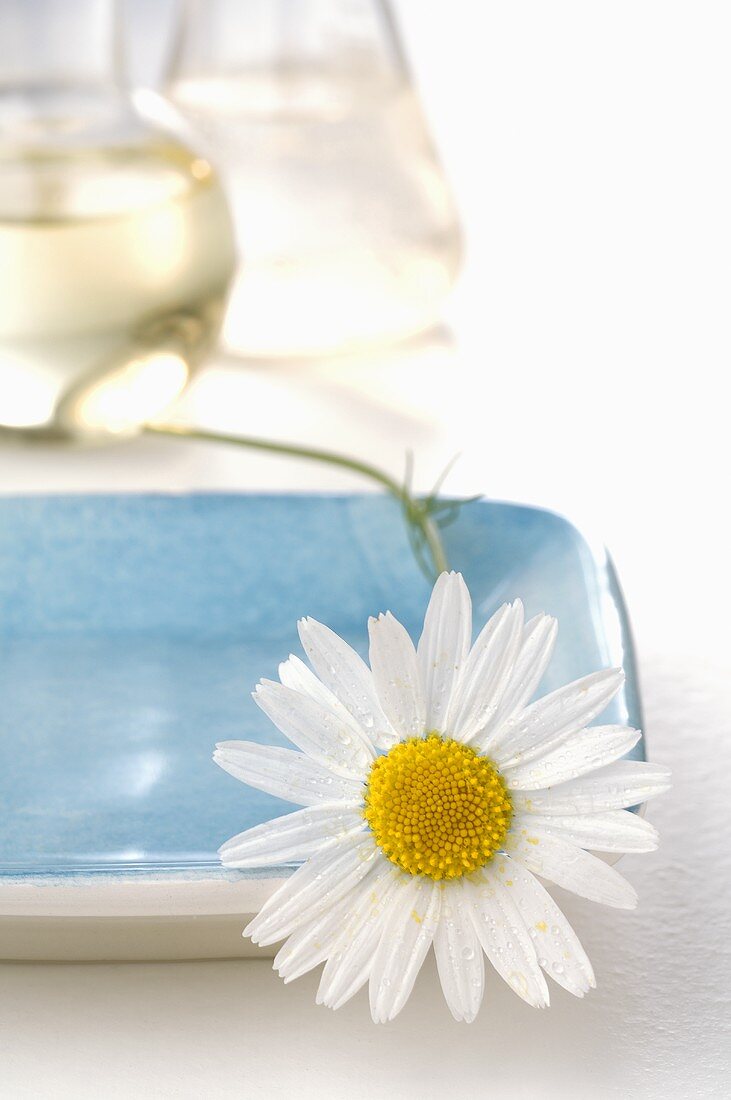 Chamomile flower on blue dish (close-up)