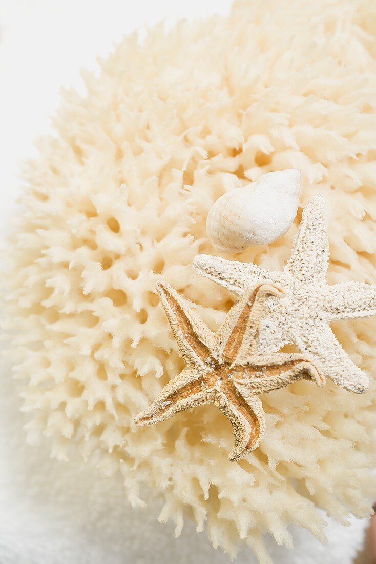 Natural sponge, starfish and snail shell on towel