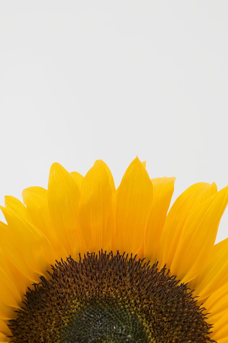 Sunflower (detail)