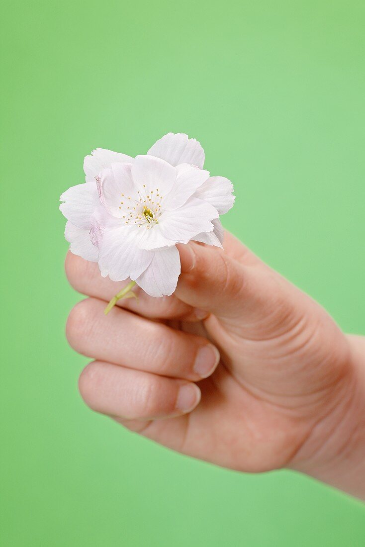 Hand hält eine weiße Blüte