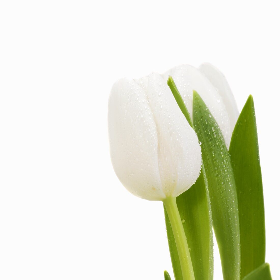 Tulip against white background