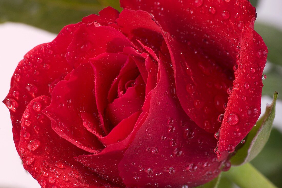 Rote Rose mit Tautropfen (Close Up)