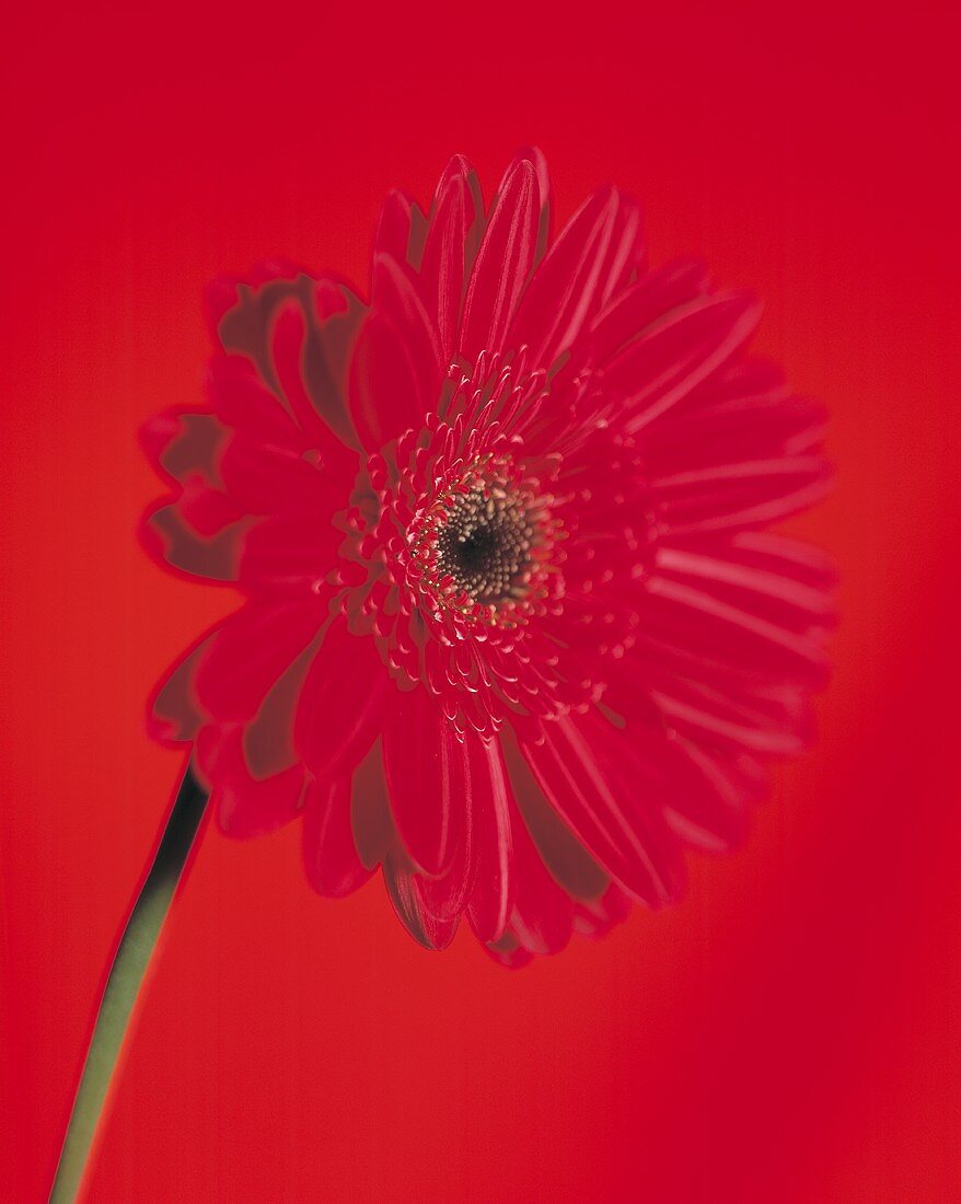 Red gerbera against red background
