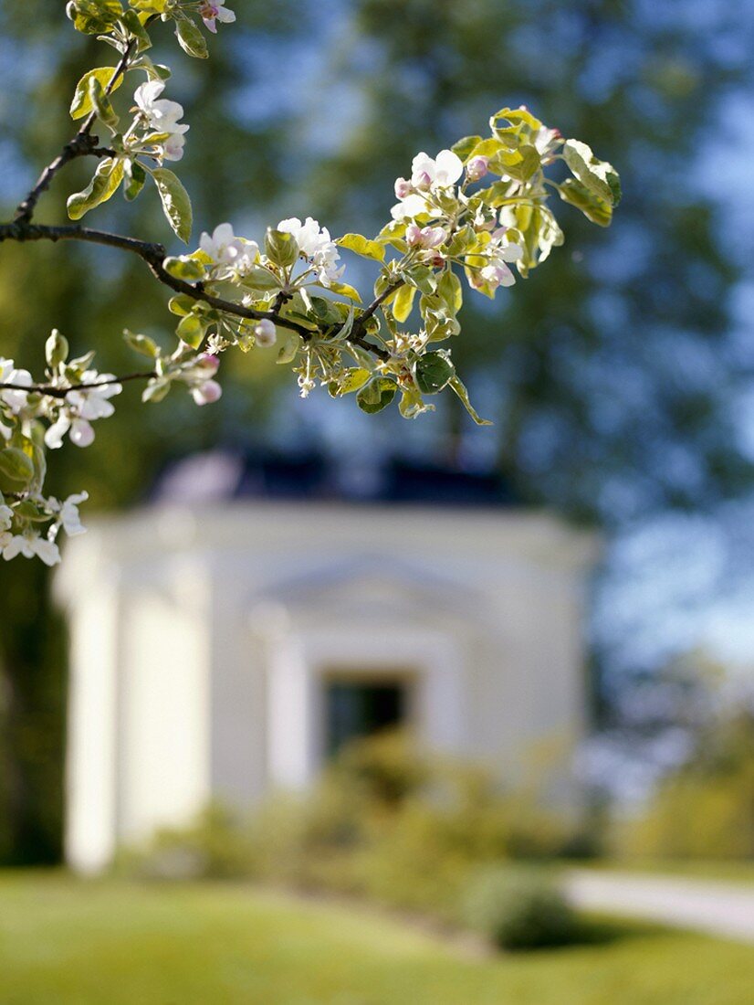 Blühender Zweig vor einem Schlossgebäude (Schweden)
