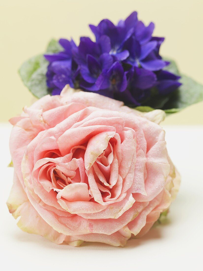 Pink rose in front of posy of violets