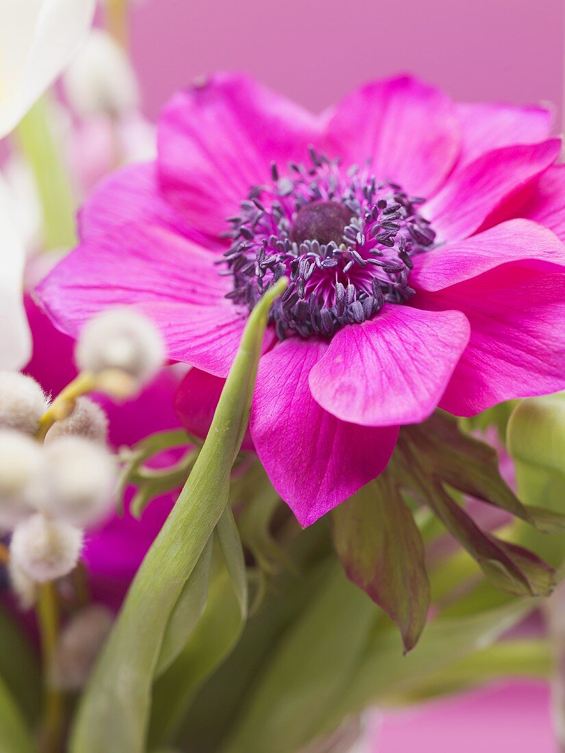 Pink anemone in vase of spring flowers