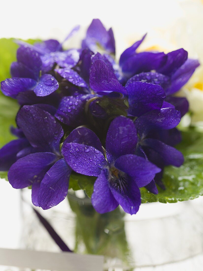 Violets in a glass of water (close-up)