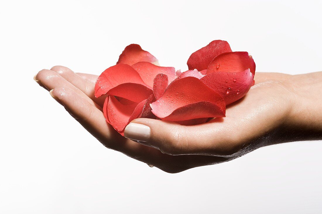 Woman's hand holding rose petals