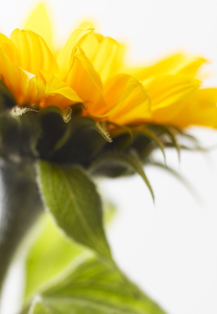 Sunflower (close-up)