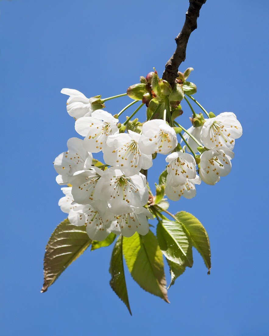 Cherry blossom on branch