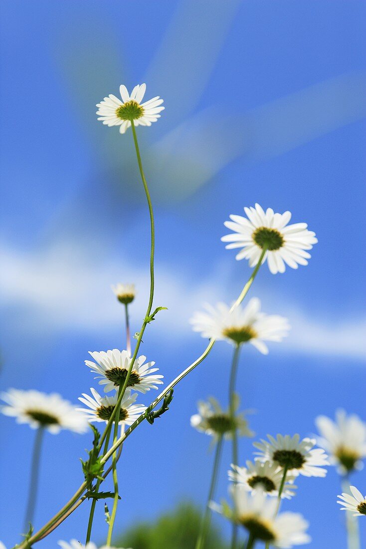 Margeriten vor blauem Himmel