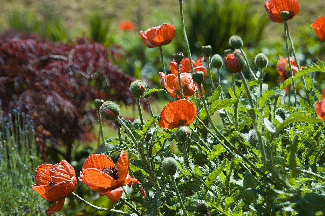 Poppies in a garden