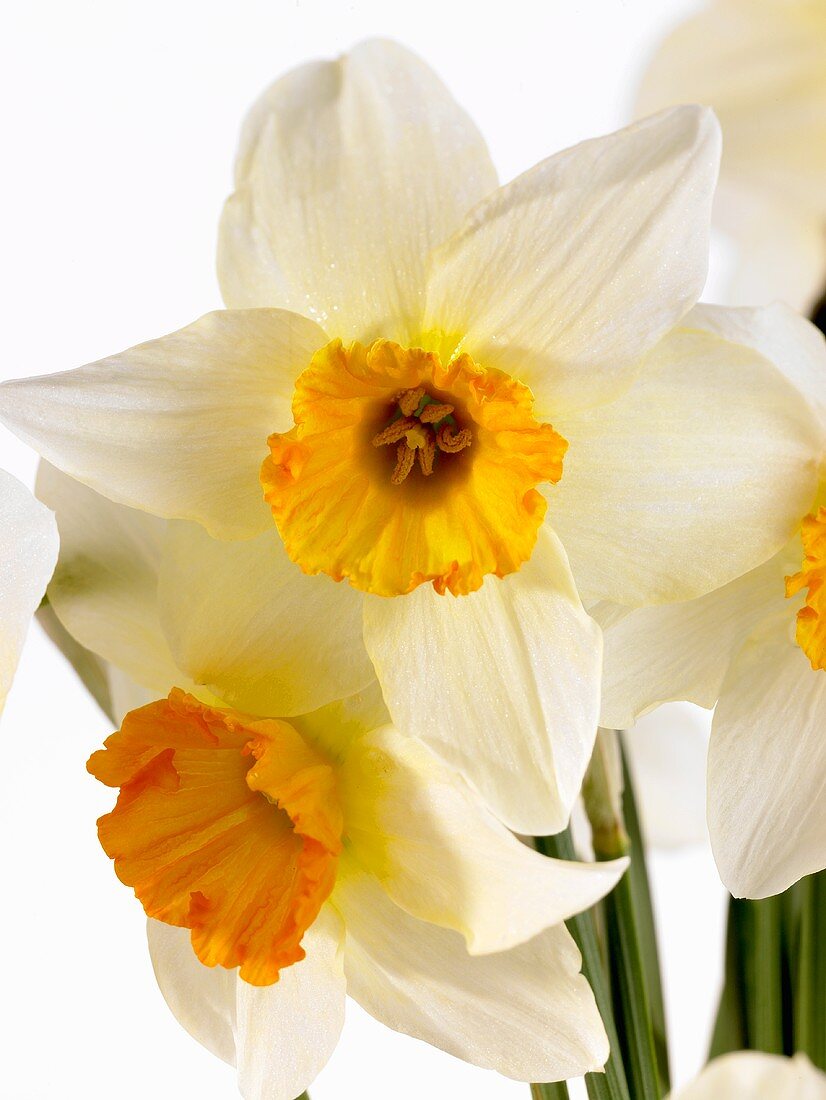 Bunch of narcissi (close-up)