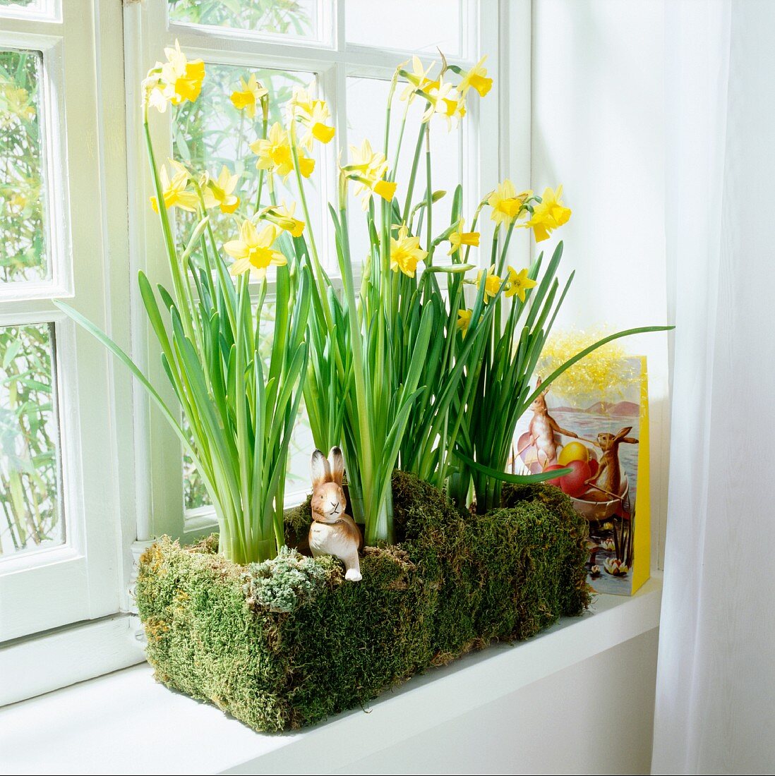 Daffodils in a window box decorated with moss and Easter bunnies on a window sill