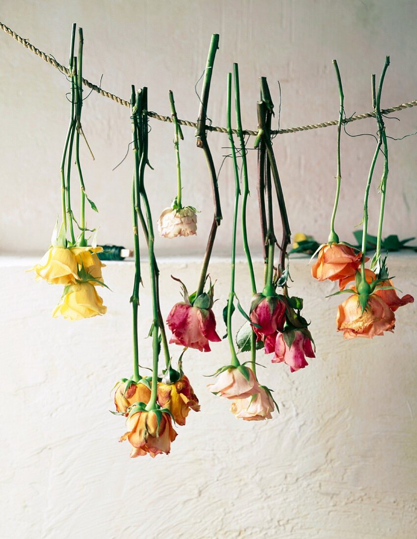Colourful roses hanging on cord to dry