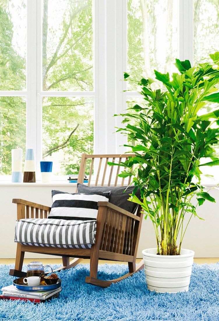 Fishtail palm next to wooden rocking chair in front of lattice window