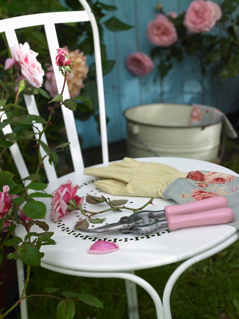 Gartenhandschuh & Rosenschere auf Stuhl im Garten neben Rosenbusch
