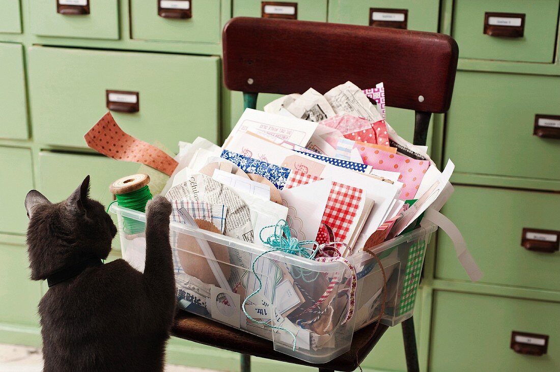 A cat in front of a plastic box full of craft material