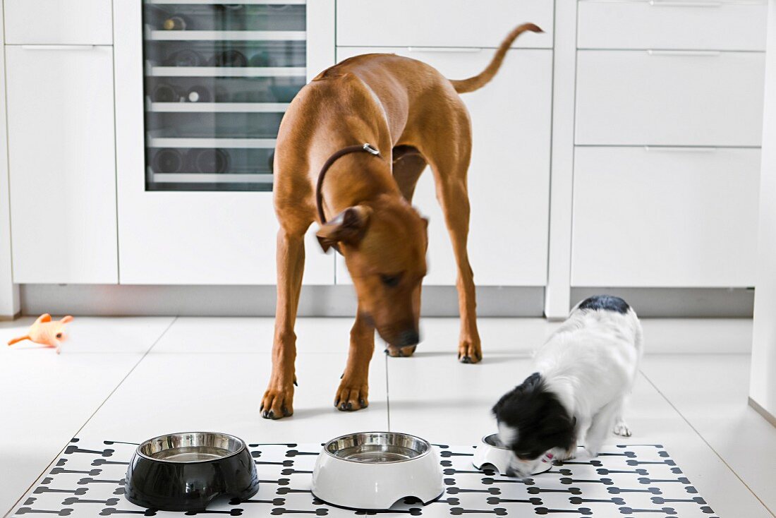 Hunde beim Fressen in der Küche