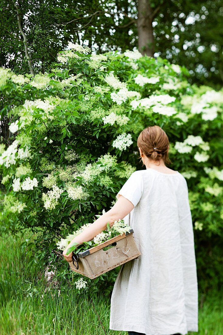 A woman picking elder flowers