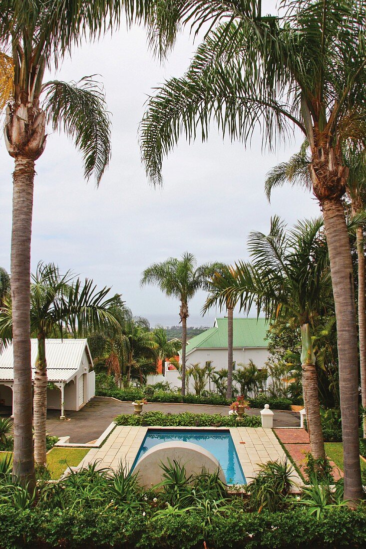Blick zwischen hochgewachsenen Palmen auf Pool im Garten