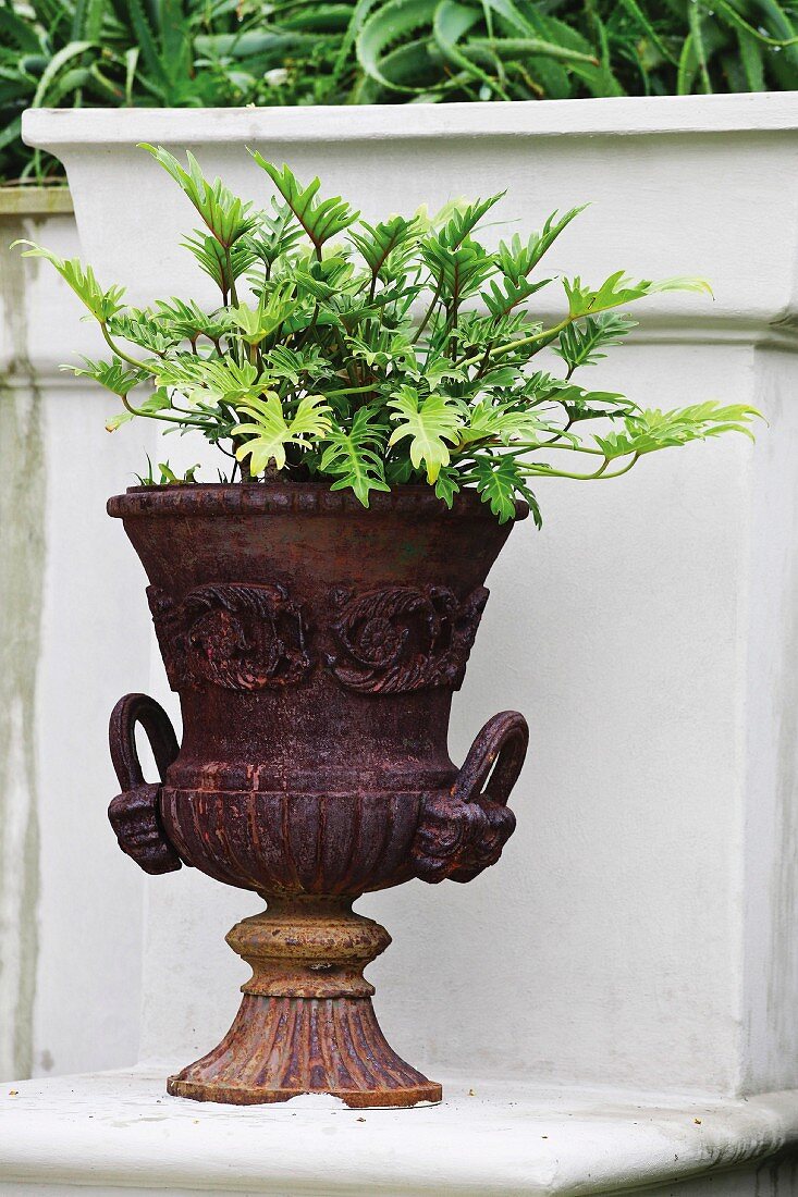Pflanze in einer antik griechischen Vase aus Metall auf Steinkonsole