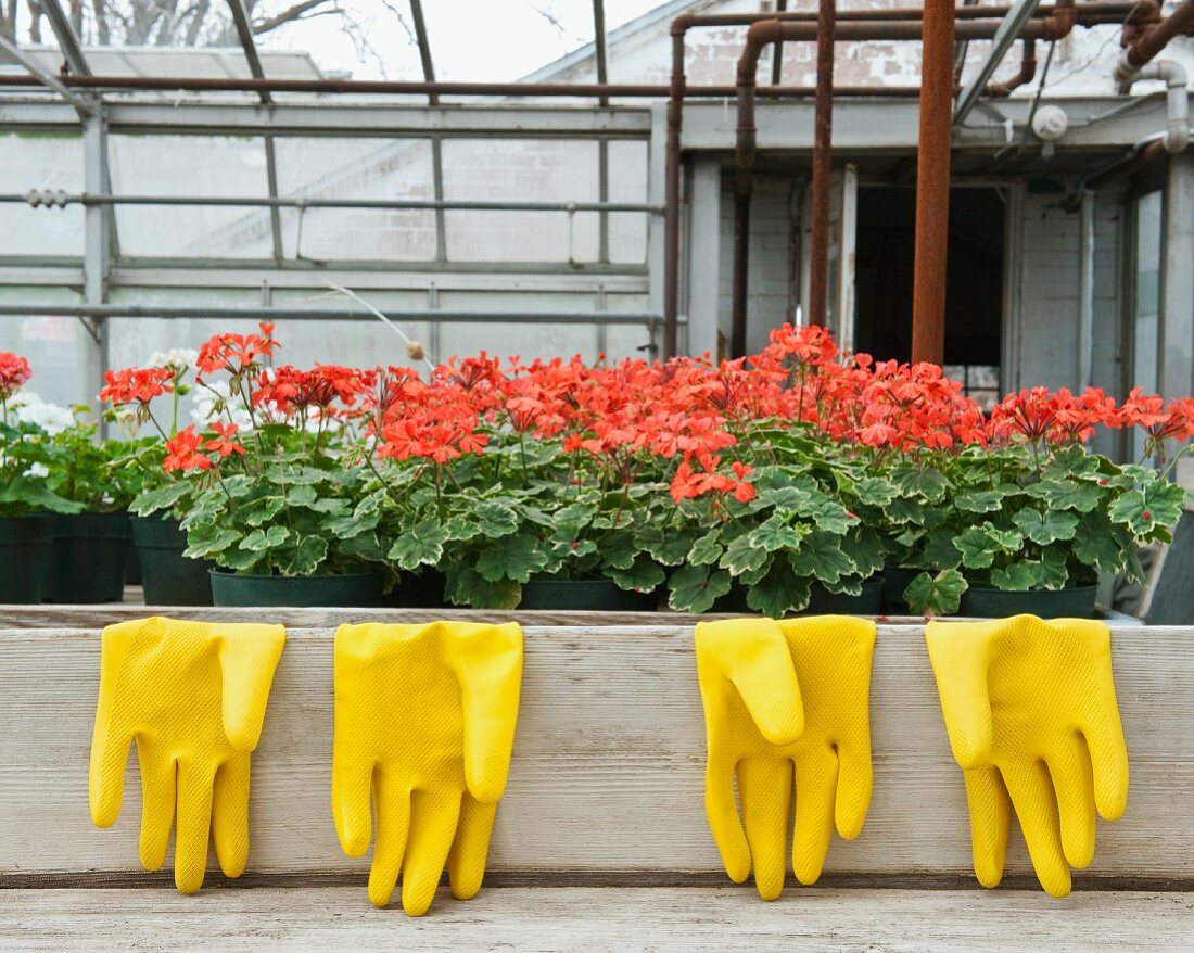 Bright Yellow Rubber Gloves and Geraniums