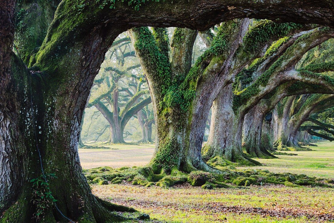 Old Growth Trees