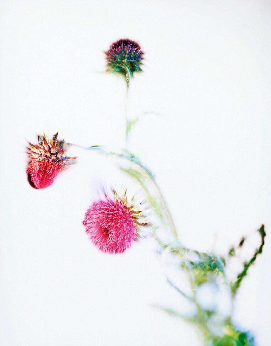 Pink thistle flowers