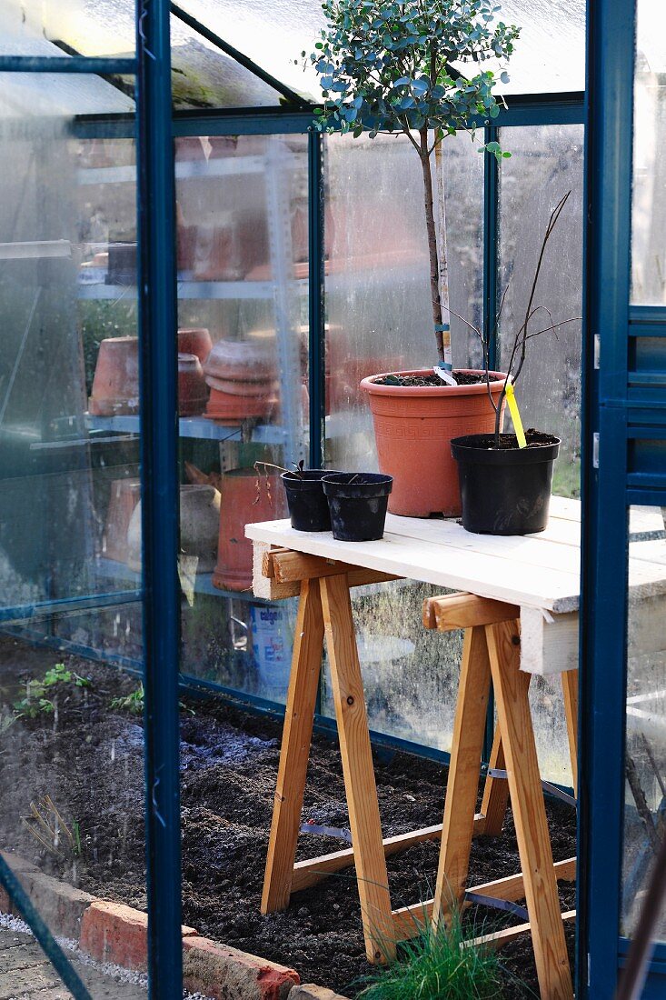 Kleines Gewächshaus mit Topfpflanzen auf einem improvisierten Tisch mit Holzböcken
