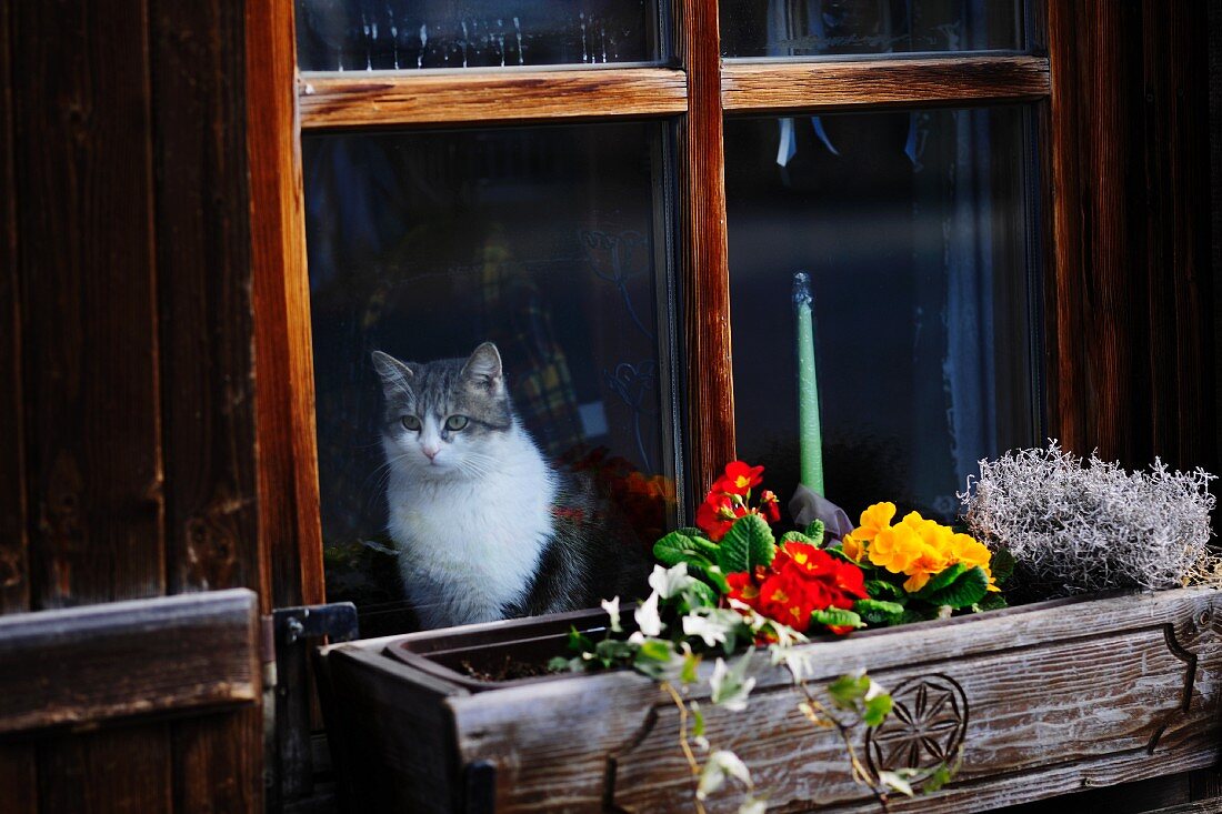 Cat looking out of window in wooden house