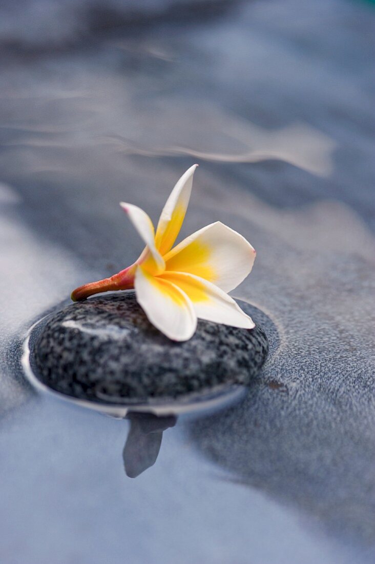 Frangipani-Blüte auf Stein im Wasser