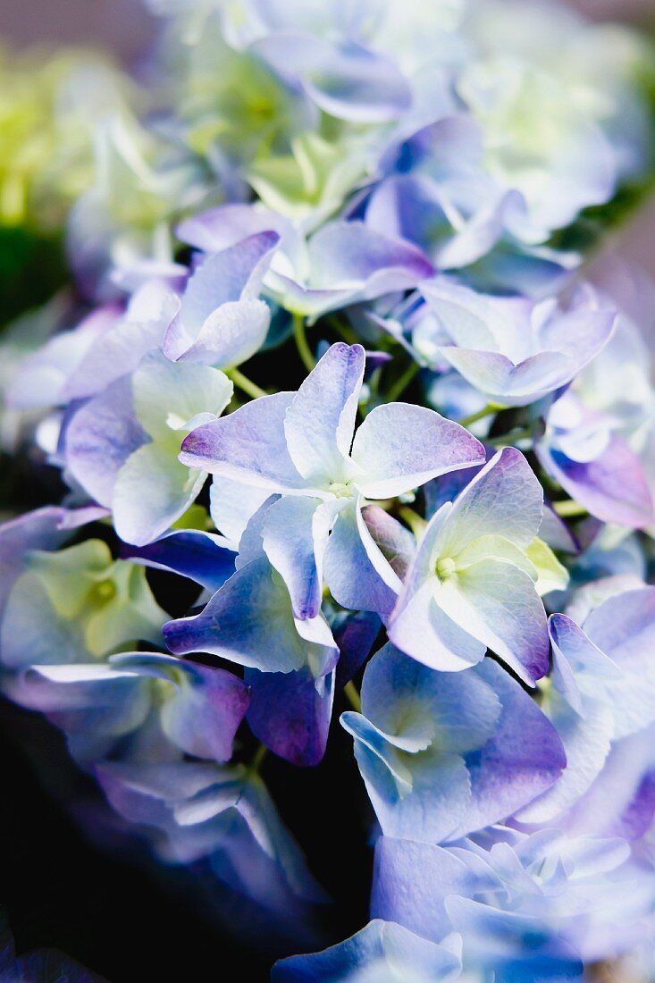 Blue hydrangea flowers (close-up)