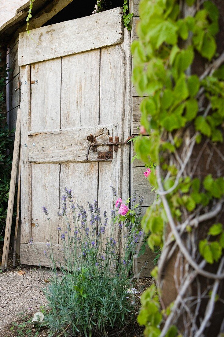 Wood Door and Garden
