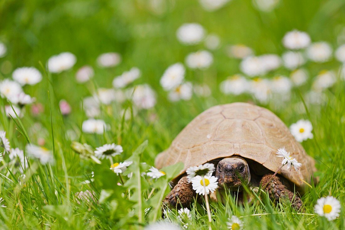 Tortoise on lawn with dandelions and daisies
