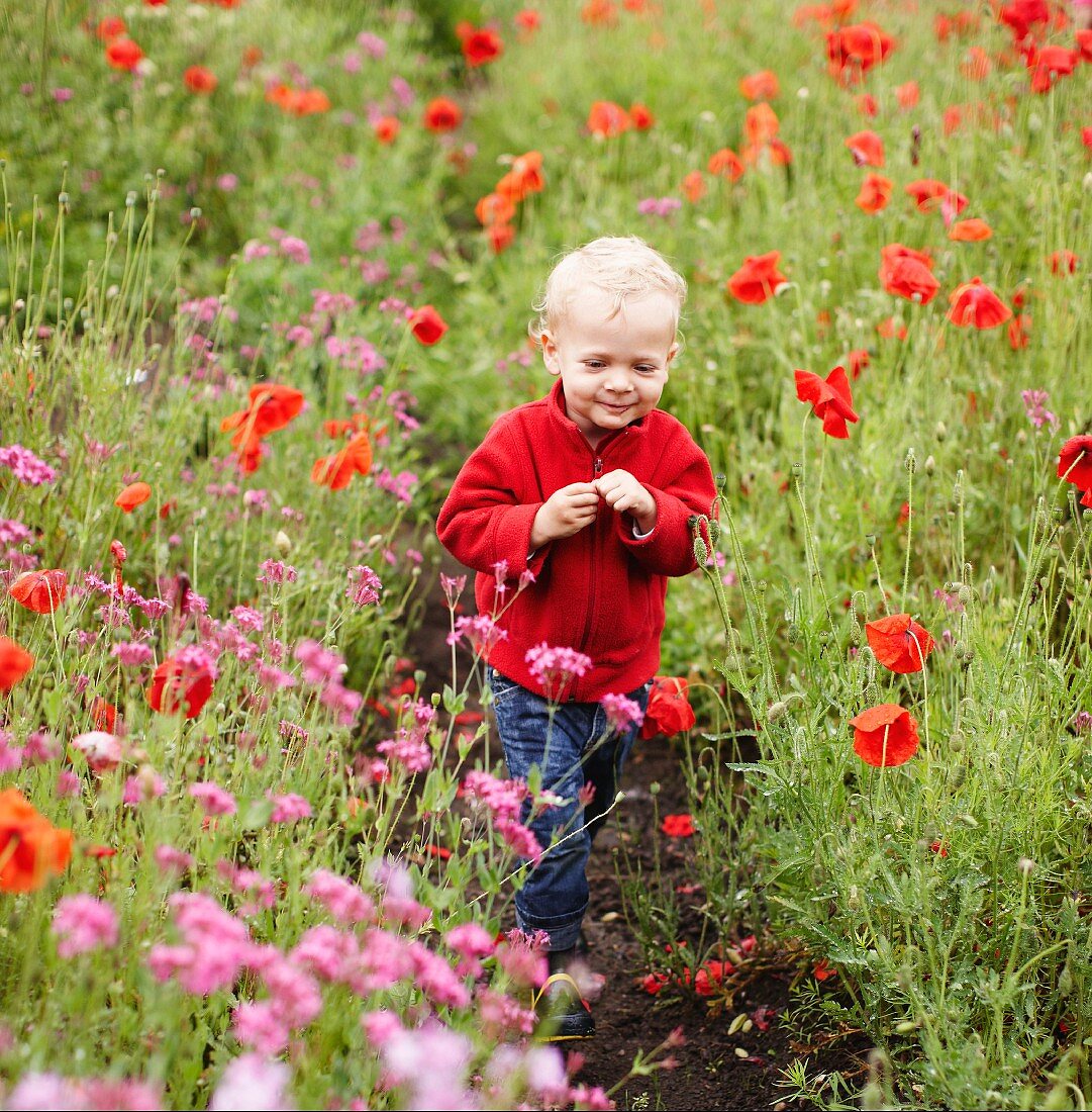 Toddler boy walking in field of flowers
