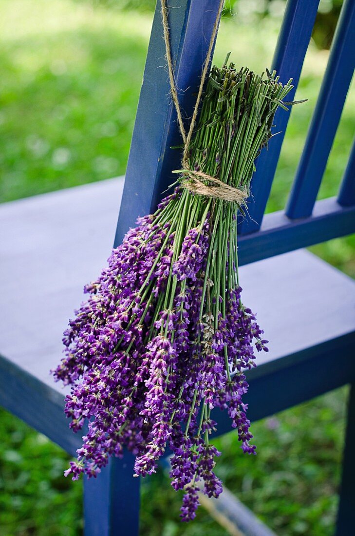 Gebündelte Lavendelblüten auf Gartenstuhl