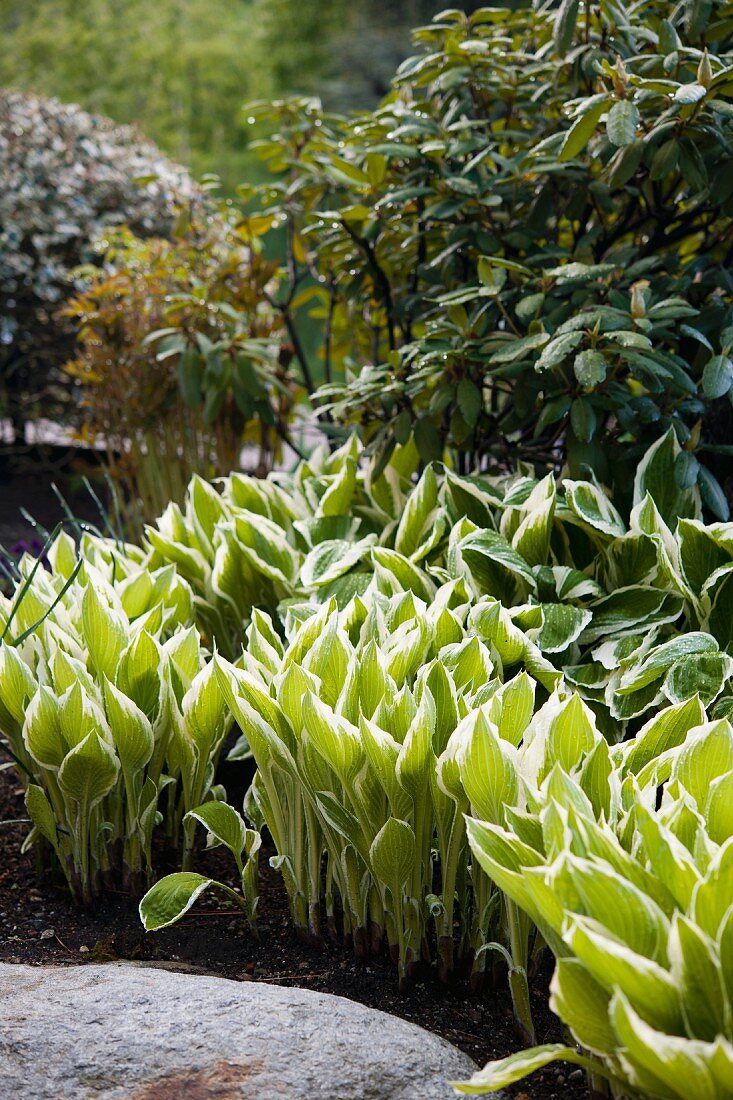 Rainy garden