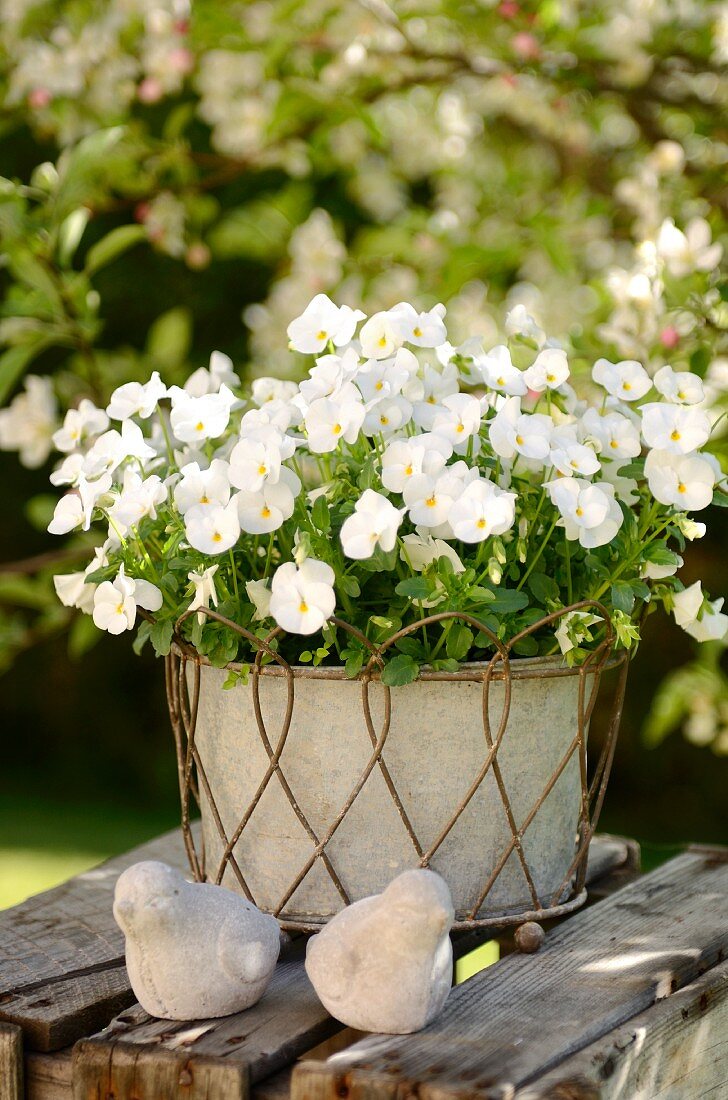 White flowers in planter in garden
