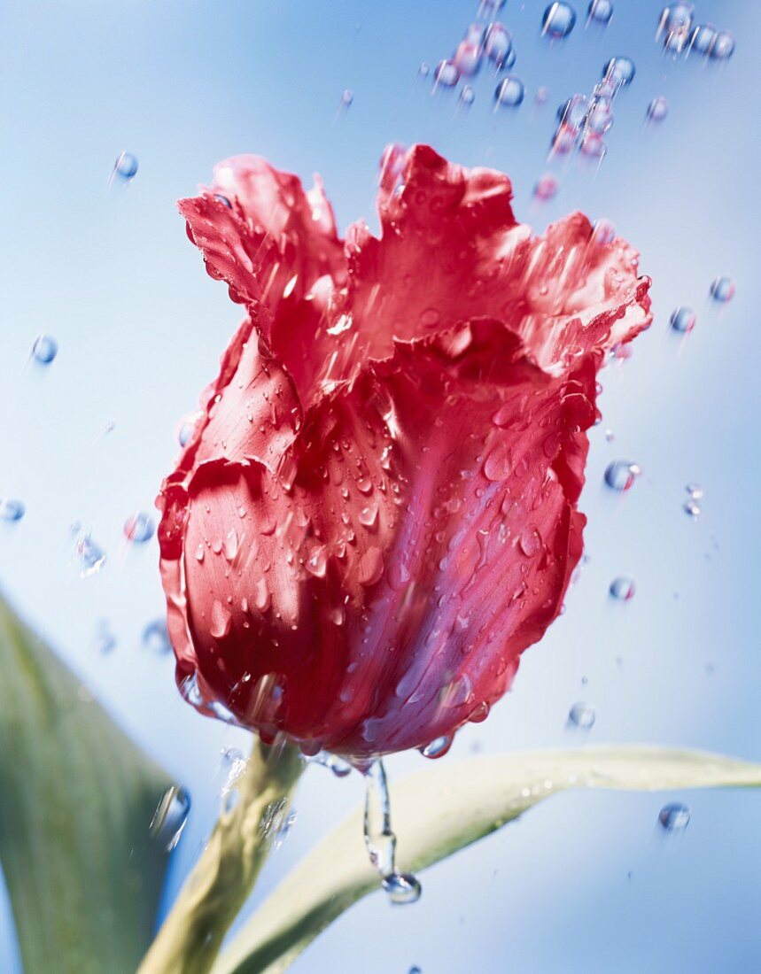 Parrot tulip and water drops