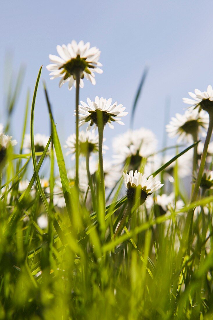 Gänseblümchen