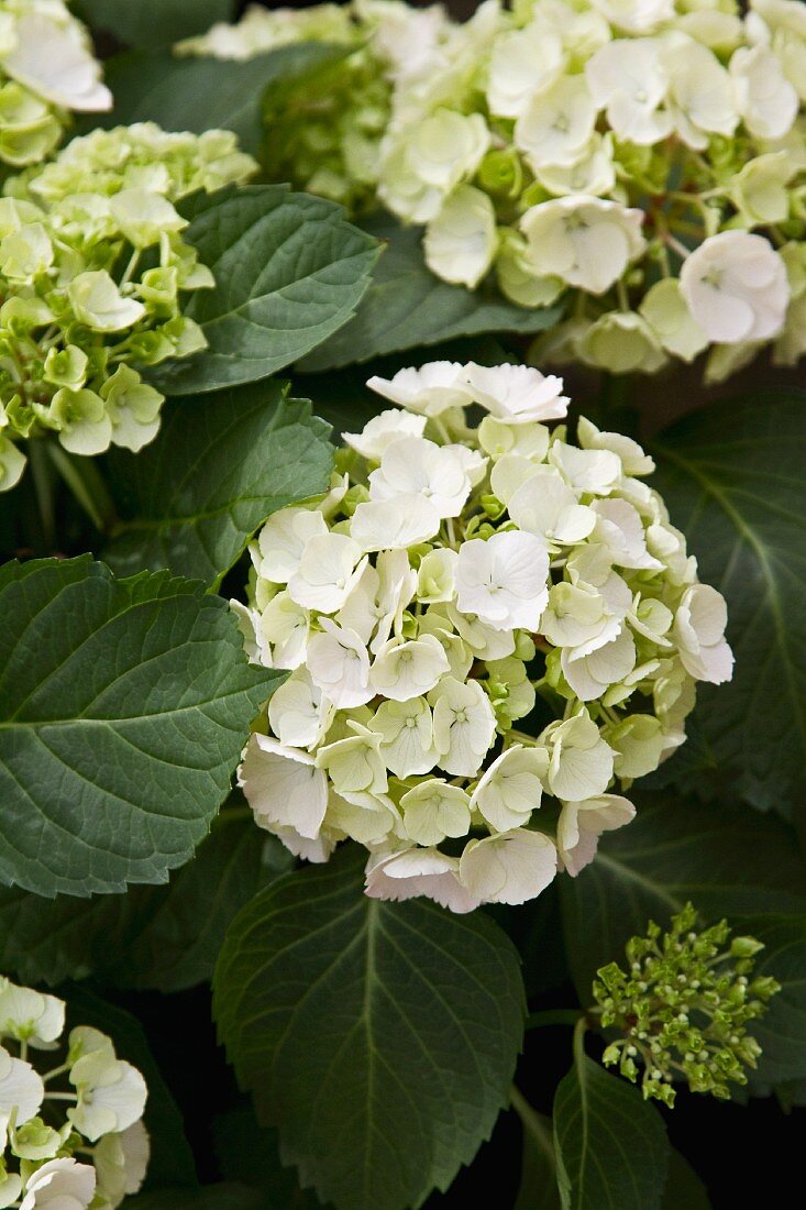 White Hydrangea Growing in the Garden