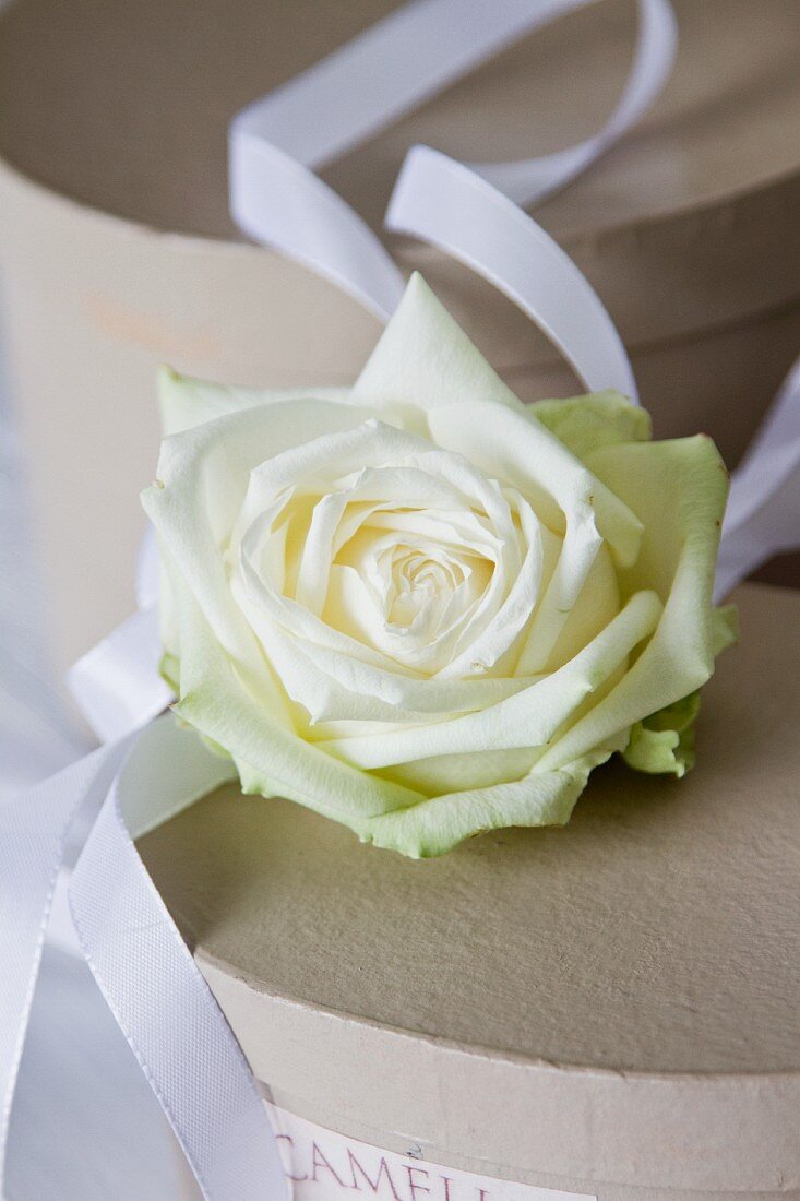 A white rose with a decorative white ribbon