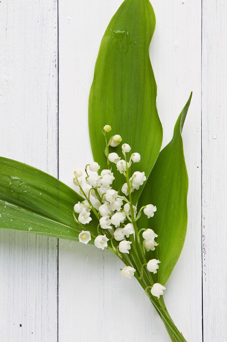 Lilly of the valley on a white wooden surface