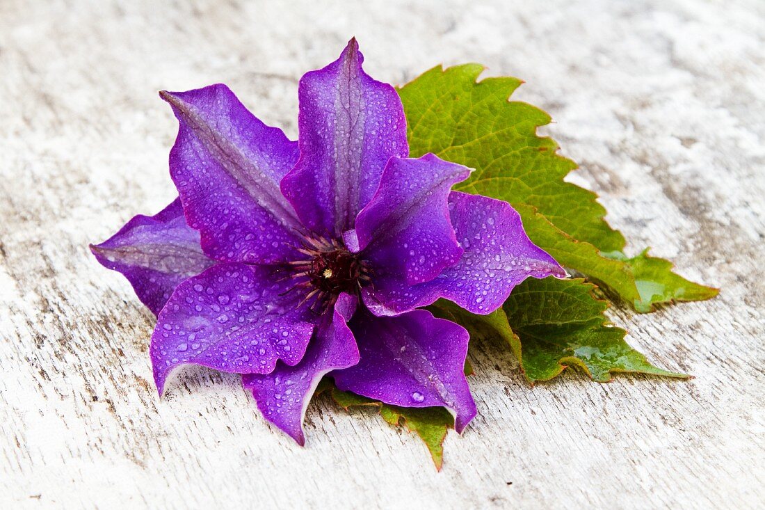 Clematis on a wooden surface
