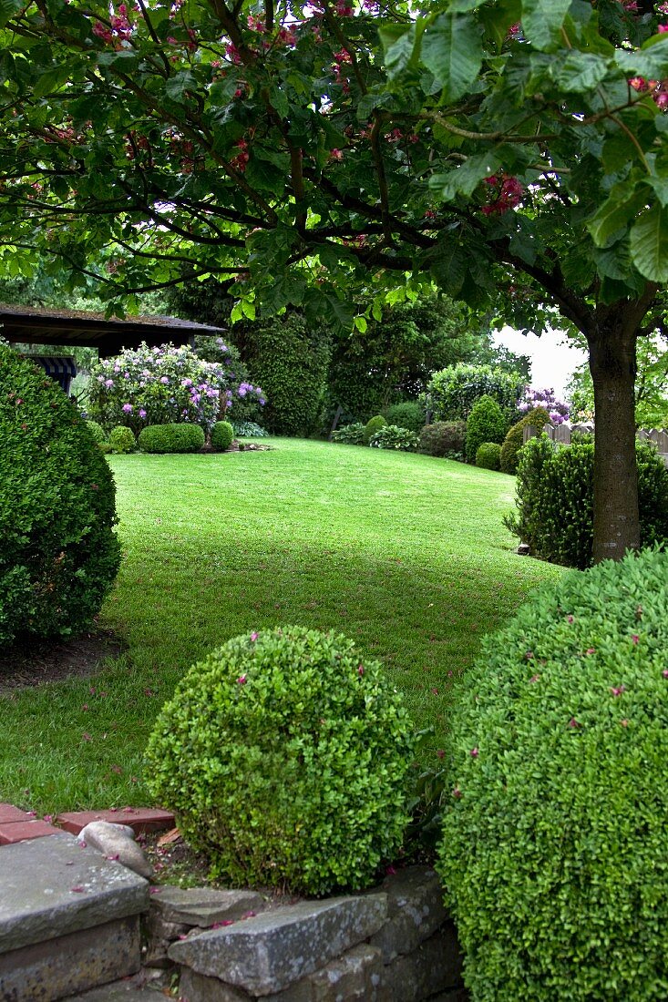Trimmed box hedges in a garden