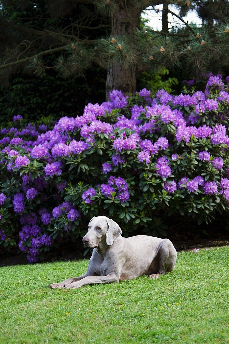 A Weimaraner dog lying on the lawn next to a flowering rhododendron bush