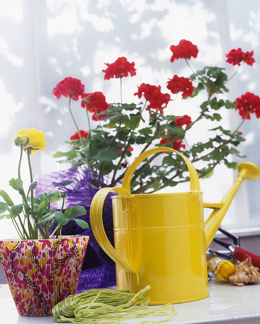 Gelbe Metallgiesskanne vor Geranientopf und Blumentopf mit gemusterter Papierhülle